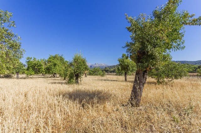 CAM0453 Plot of nearly 30,000 m2 with almond trees in the countryside near Campanet