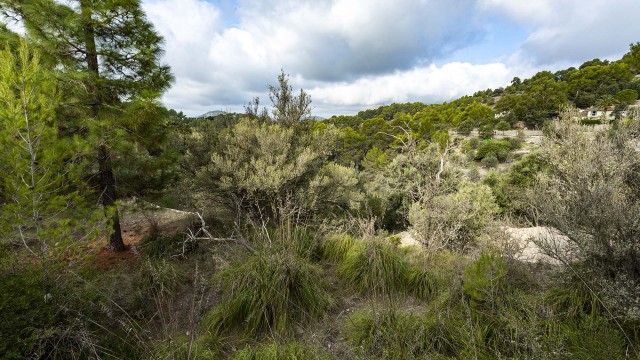 Building plot in the picturesque surroundings of southwest of Mallorca