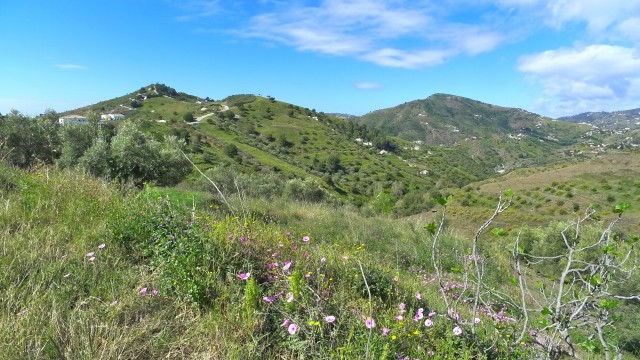 Plot of 2500m in Frigiliana with good access and beautiful views of the countryside and mountains.