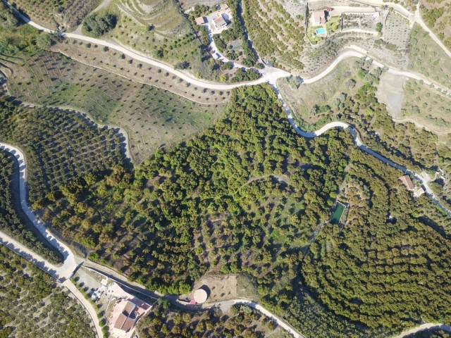 Plot in Frigiliana of almost 20,000 meters with avocados.