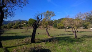 Splendid plot in the countryside just on the outskirts of Pollensa town