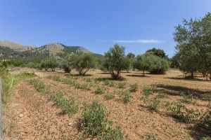 Three bedroom Mallorcan finca with lots of potential in the countryside of Pollensa