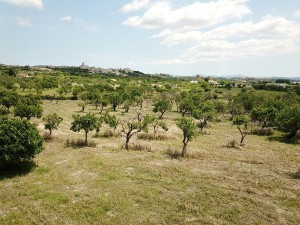 Countryside plot of 45,000 m2 with amazing mountain views, close to Campanet