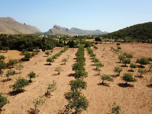 Rustic plot in good location with great mountain views for sale in Pollensa
