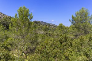 Picturesque plot with lots of potential, near the golf course in Pollensa
