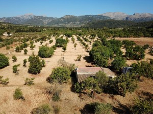 Plot of nearly 30,000 m2 with almond trees in the countryside near Campanet