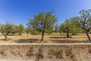 Countryside plot with building license in a sought-after area in Santa Maria