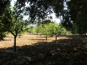 Magnificent rustic plot for sale in Pollensa with stunning views to the mountains