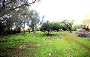 Large building plot for sale in Costitx - Bargain price