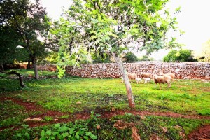Large building plot for sale in Costitx - Bargain price