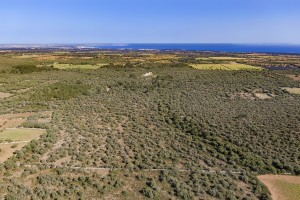 Country building plot close to the beach and with good road access in Llucmajor