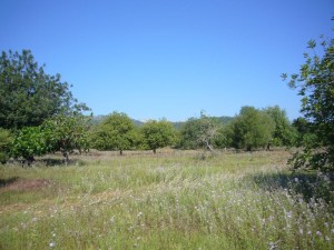 Generous plot in the picturesque countryside near Pollensa