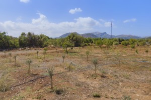 Large plot with license and panoramic views of the countryside and mountains in Pollensa