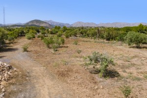 Large plot with license and panoramic views of the countryside and mountains in Pollensa