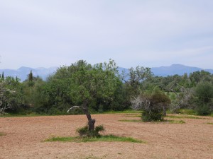 Country plot with plans for an amazing 4 bedroom villa with pool in Algaida
