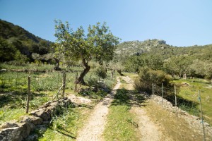 Country plot with two buildings to be enjoyed, not developed, in a superb area near Pollensa