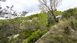 Building plot surround by nature in the village of Galilea, Puigpuñent