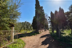 Large rustic plot, ideal for a country home, close to Pollensa