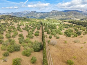 Lovely countryside plot for sale in a peaceful area of Campanet